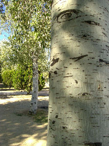 corteza de abedul