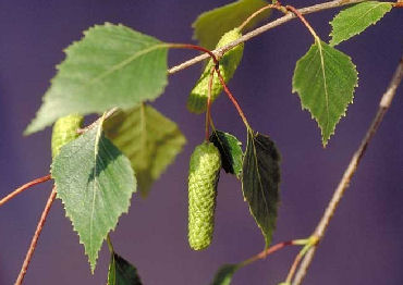 abedul hojas y fruto