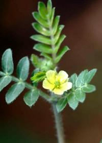 abrojo plantas medicinales