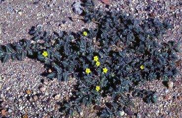 abrojo planta