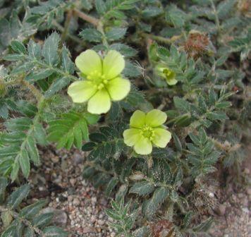 abrojo y flor