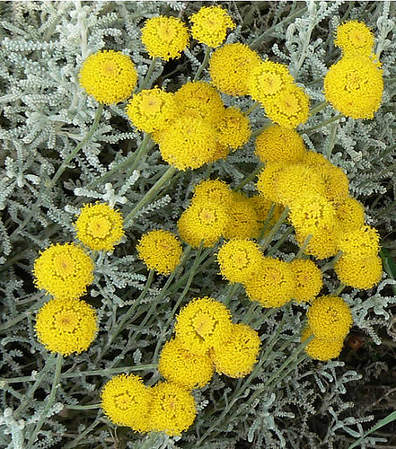 abrotano hembra
