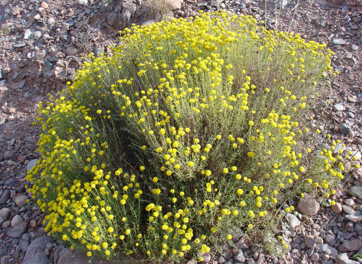 plantas medicinales santolina