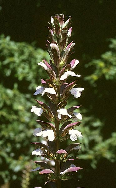 acanto flor