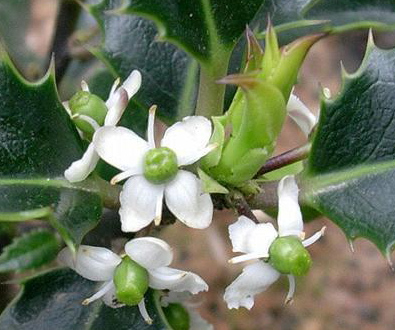 fitoterapia flor de acebo