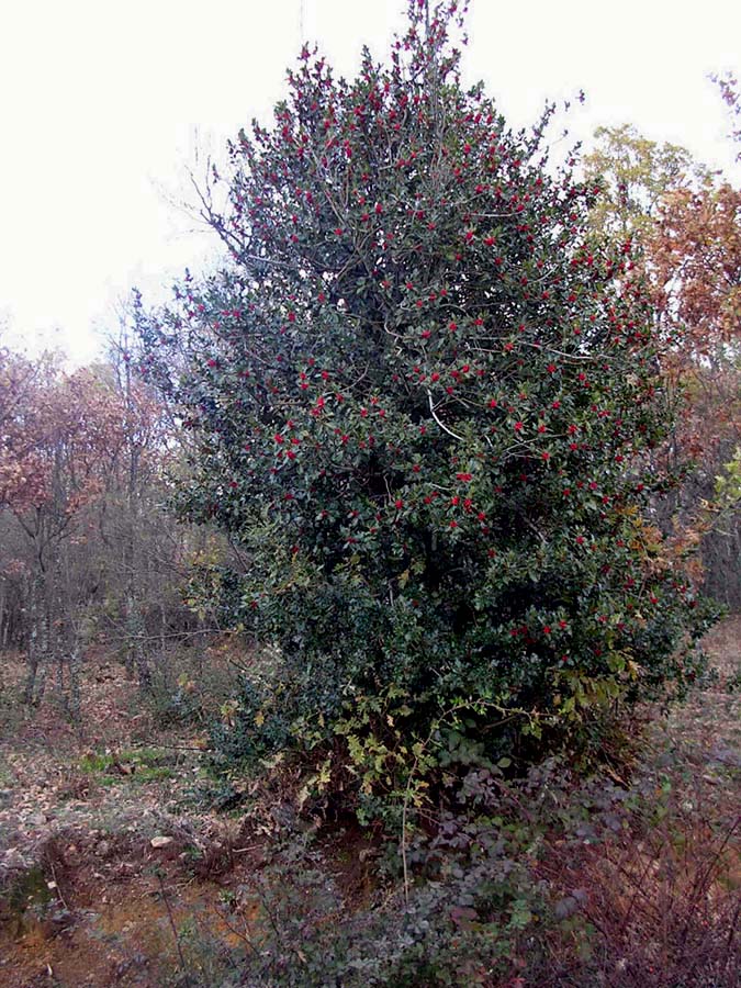 plantas medicinales acebo