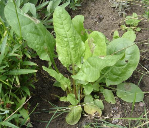 plantas medicinales acedera