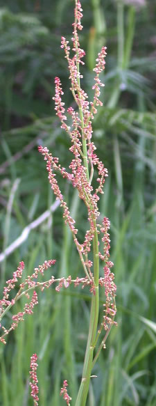 plantas medicinales acedera