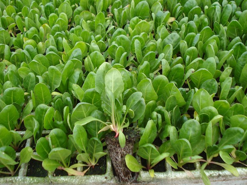 plantas medicinales acelga