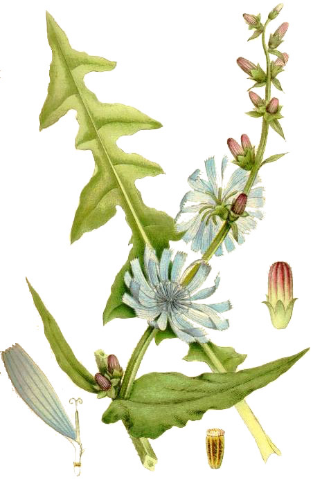 fitoterapia achicoria