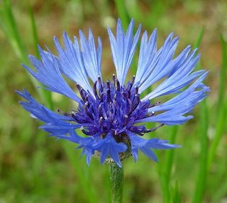 plantas medicinales aciano flor