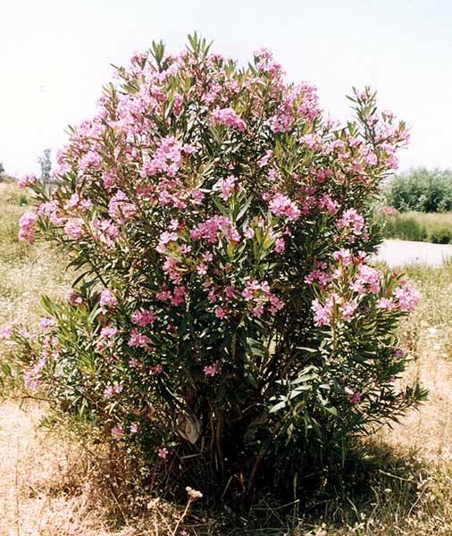 fitoterapia adelfa