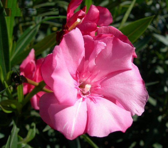 plantas medicinales flor adelfa