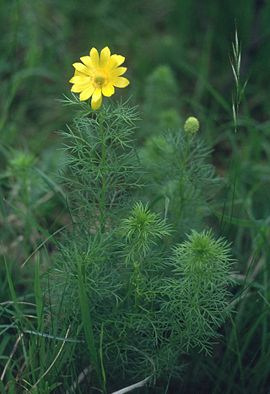 fitoterapia adonis vernal