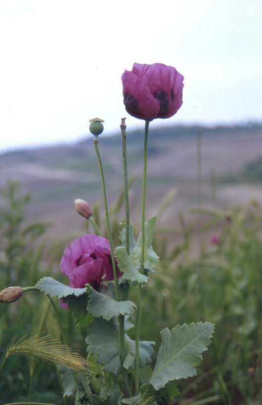 plantas medicinales adormidera