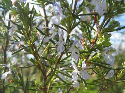 plantas medicinales romero