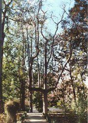 Botanic Garden