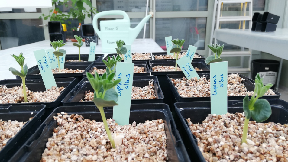 Plants