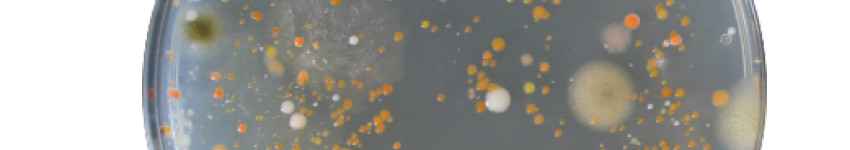 I2SysBio Synthetic Biology Laboratory