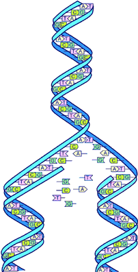 Figura ADN