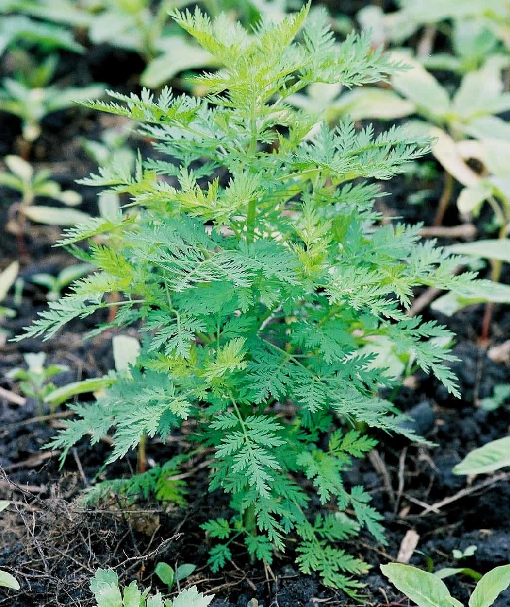Planta Artemisia Annua