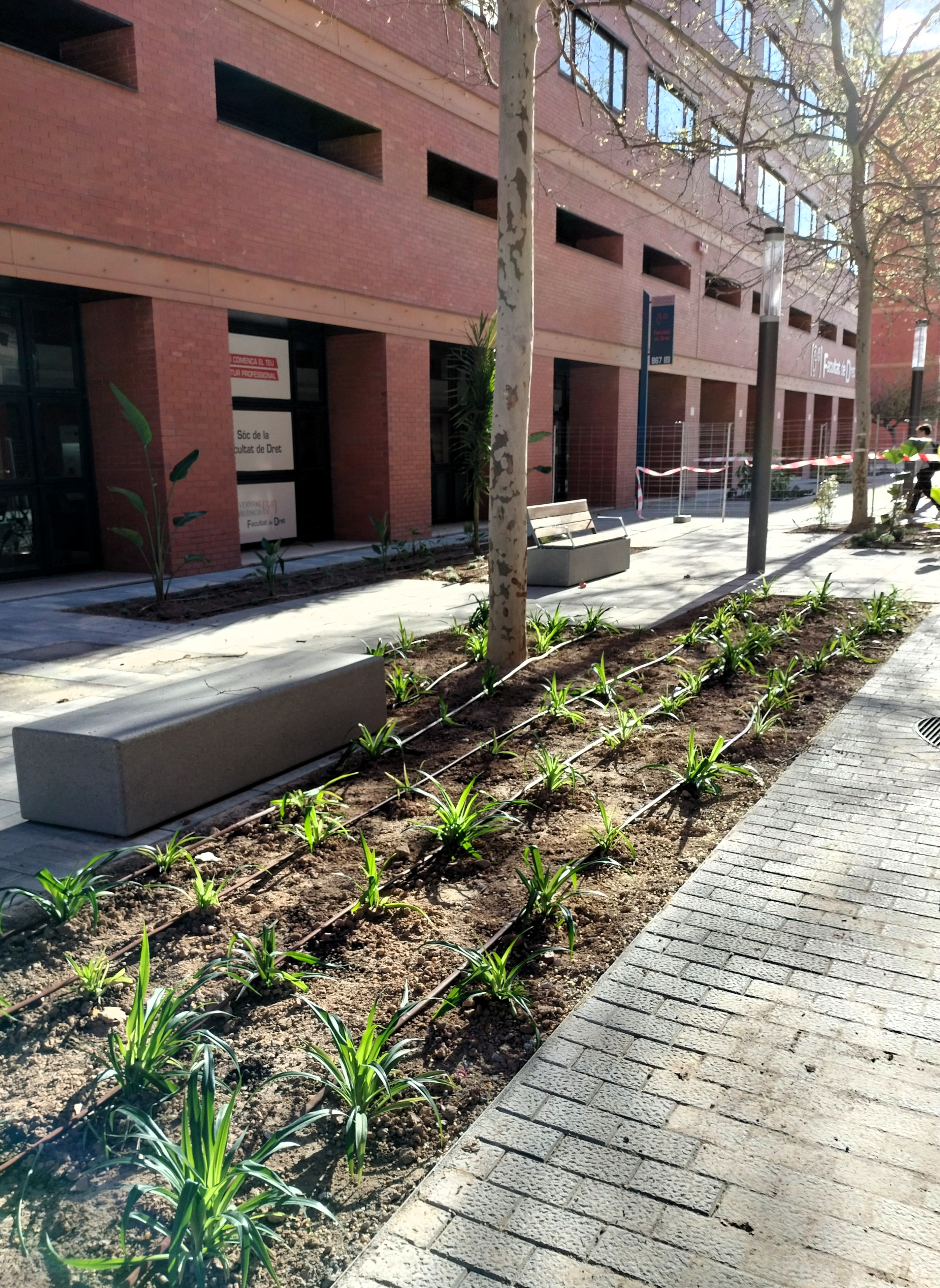 zona entre Dret i aulari nort, plantes i arbres