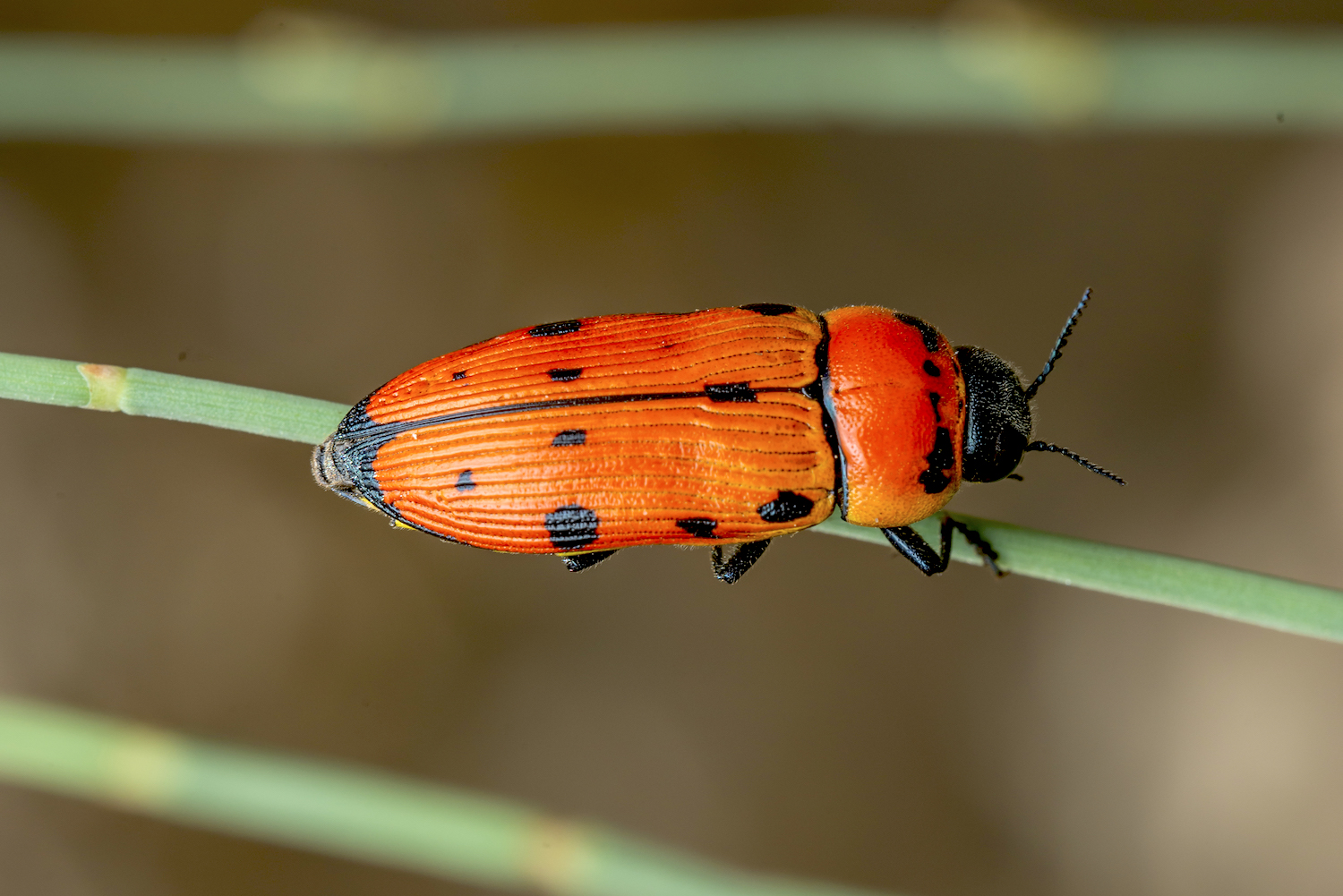 Buprestis sanguinea