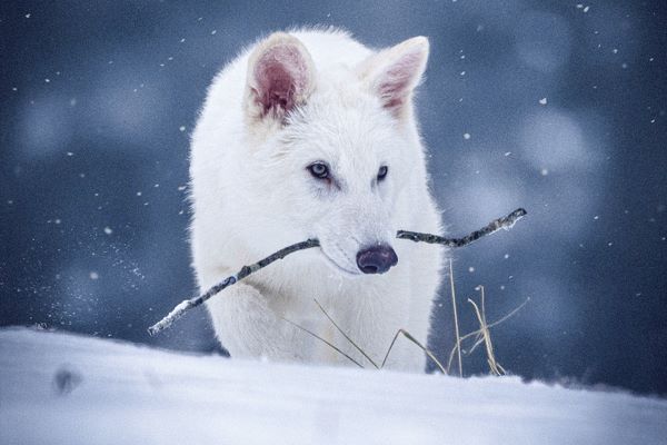 Un perro sentado en la nieve

El contenido generado por IA puede ser incorrecto.