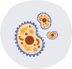 Representació d'una cèl·lula