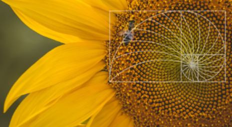 girasol àuri