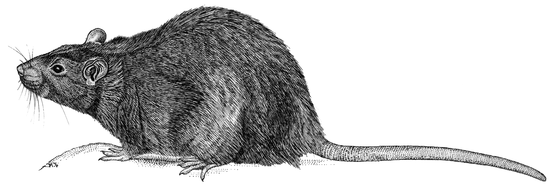 Лабораторные крысы Rattus Rattus. Крыса рисунок. Схематичный рисунок крысы.