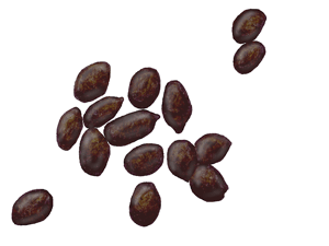 caca de lagartija caca de lagartija