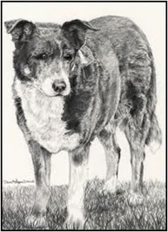 perro