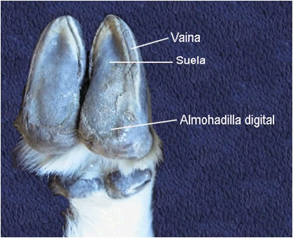 Morfologia de la pezuña