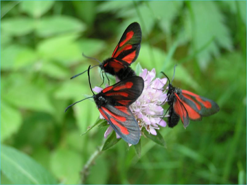 Primavera als Pirineus