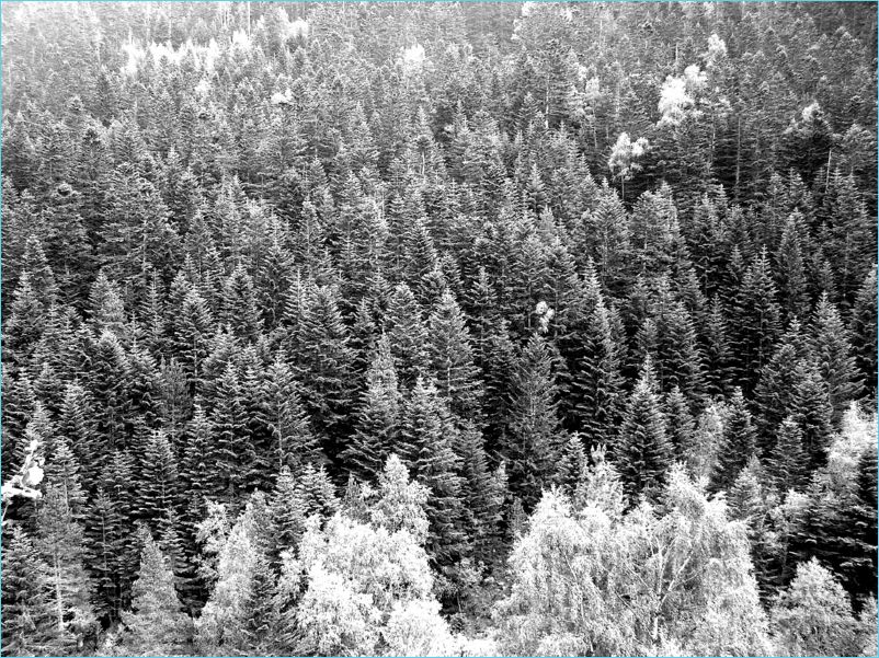 Bosc de conferes (guanyem altura)