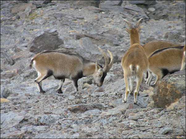 Fauna