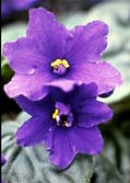 Violet Examples Flowering Layers Example