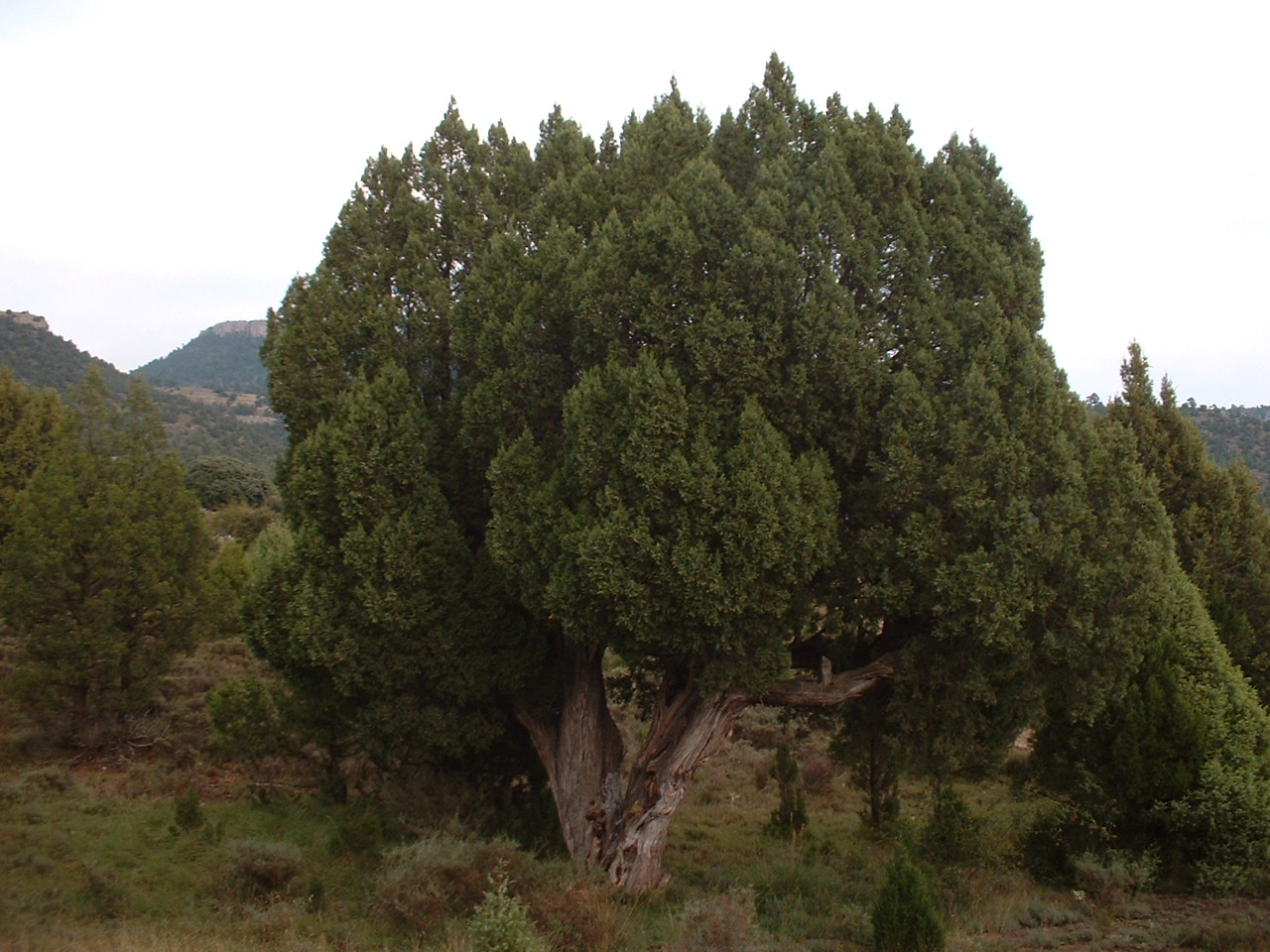 Photo-1(juniperus)