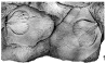 prev. Boucotstrophia