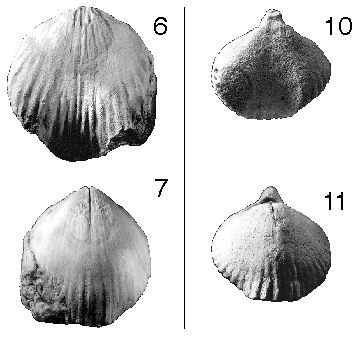 Imagen Cyphoterorhynchus