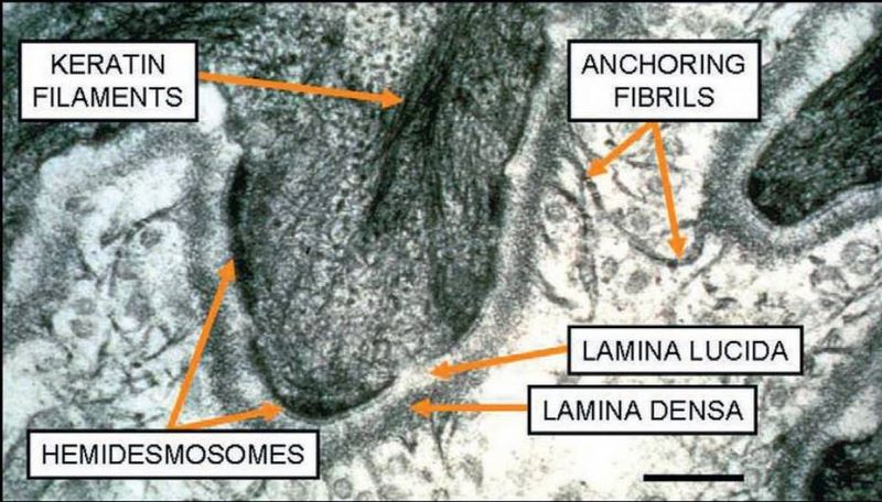 diapositiva2.jpg (large)