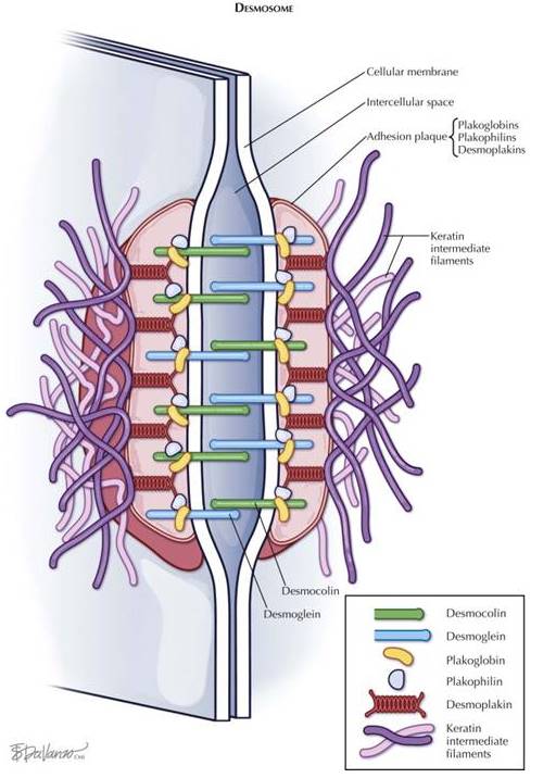 diapositiva4.jpg (large)